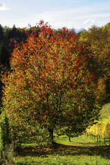 Südsteirische Weinstrasse im Herbst, prunus avium, Österreich,