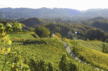 Südsteirische Weinstrasse im Herbst, Österreich, Steiermark, S