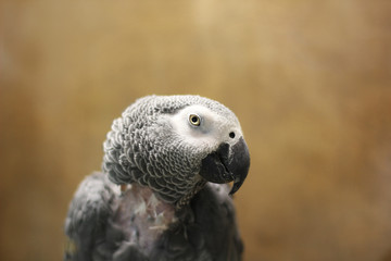 Fototapeta premium Big beautiful parrot sitting on the cage. Jaco. Gray Parrot