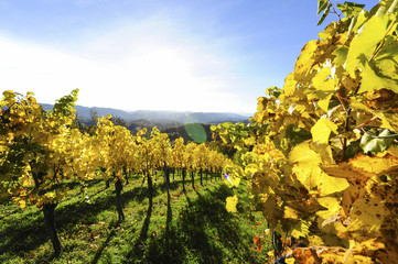 Südsteirische Weinstrasse im Herbst, Österreich, Steiermark, S