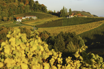 Südsteirische Weinstrasse im Herbst, Österreich, Steiermark, S