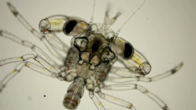 The crab larva under the microscope, at the megalope stage, has already sunk to the bottom and after molting will become a full-fledged small crab