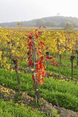 Fototapeta na wymiar Herbst im Weingarten, Österreich, Burgenland, Nordburgenland