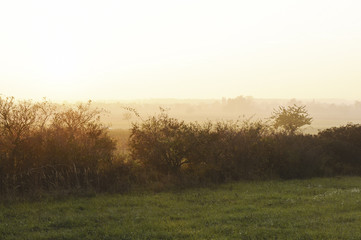 Obraz premium Herbst im Weingarten, Österreich, Burgenland, Nordburgenland