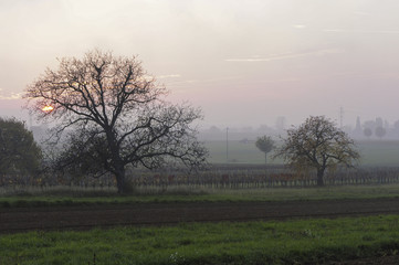 Silage-Ballen, Österreich, Burgenland, Nordburgenland