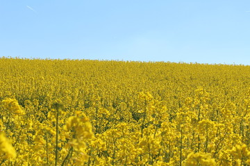Canola (Brassica Napus) field near Kreuzlingen, Switzerland.