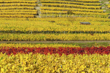 Weltkulturerbe Wachau im Herbst, Österreich, NIederösterreich,