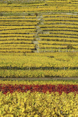 Weltkulturerbe Wachau im Herbst, Österreich, NIederösterreich,