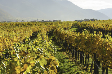 Weltkulturerbe Wachau im Herbst, Österreich, NIederösterreich,