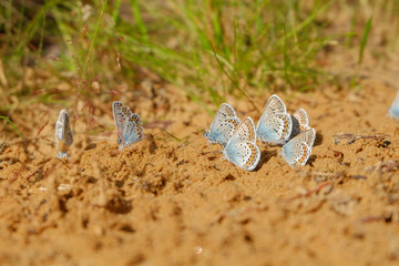 Few small blue butterflies on sand ground.