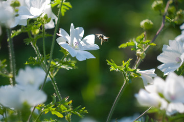 Bee flying to a white flower. In flight macro photo