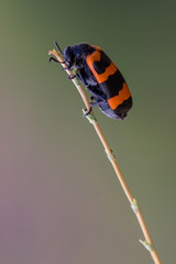 ladybug on leaf