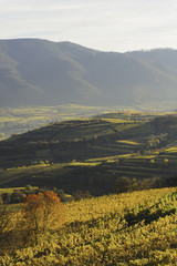 Obraz premium Weltkulturerbe Wachau im Herbst, Österreich, NIederösterreich,