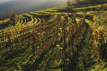Weltkulturerbe Wachau im Herbst, Österreich, NIederösterreich,