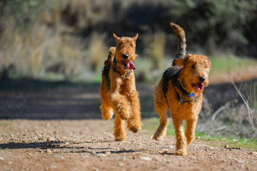 Two-year-old Airedale Terrier dogs run and play in the forest, in the lap of nature