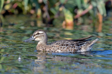 The Garganey (Spatula querquedula), Greece	