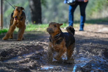 A two-year-old Airedale Terrier dogs play in a puddle in the forest, covered in mud.