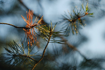 Pine branches and needles on blurred bokeh background