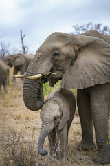 Naklejka na ściany i meble elephants in kruger national park, mpumalanga, south africa