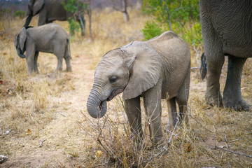 elephants in kruger national park, mpumalanga, south africa