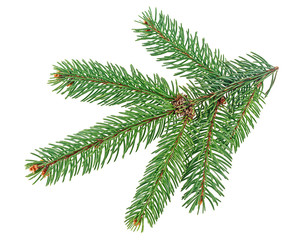 Green branch of fir tree isolated on a white background. Christmas tree branch.