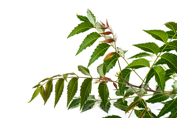 Medicinal neem leaf on white background. Azadirachta indica.