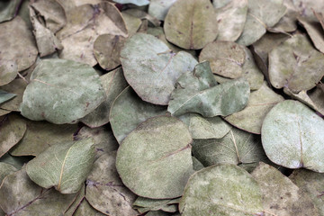 The dry leaves of the eucalyptus tree. Background, texture