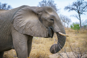 elephants in kruger national park, mpumalanga, south africa