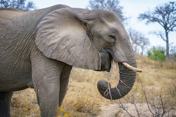 elephants in kruger national park, mpumalanga, south africa