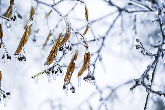 Eisregen mit Eisüberzug, gefrierender Regen, Lindenblüte, Öst
