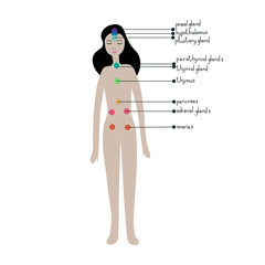 Endocrine system illustration