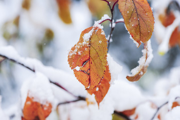 Wintereinbruch, Zierapfel, &Ouml;sterreich, NIeder&ouml;sterreich, S&uuml;dl