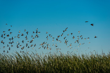 Ducks in flight