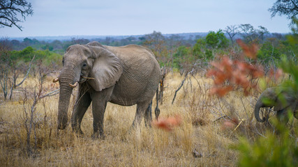 elephants in kruger national park, mpumalanga, south africa