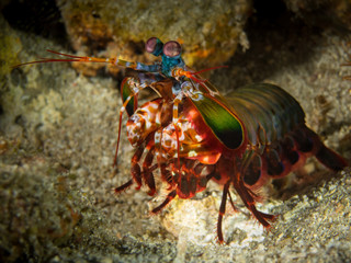 mantis-shrimp on sand