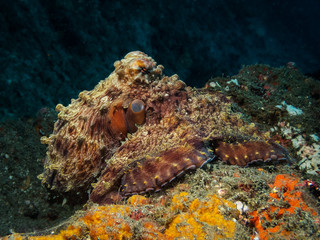 octopus on the reef