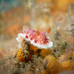 nudibranch on the reef