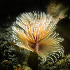 polychaeta 