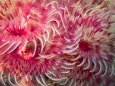 polychaeta with opened tentacles