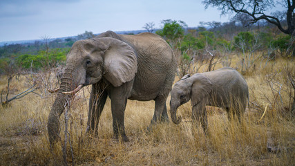 elephants in kruger national park, mpumalanga, south africa