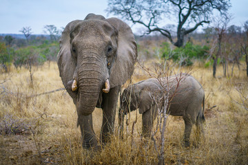 Fototapeta premium elephants in kruger national park, mpumalanga, south africa