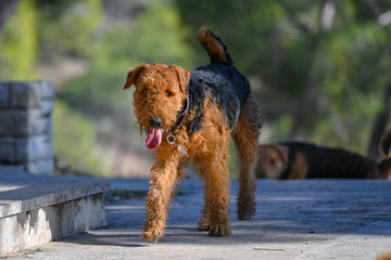 A two-year-old Airedale Terrier dog runs on a track in the forest
