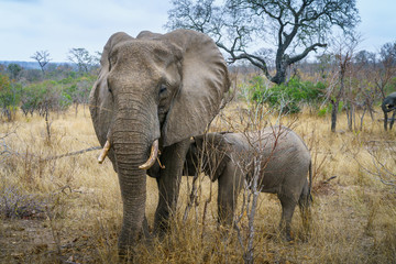 elephants in kruger national park, mpumalanga, south africa