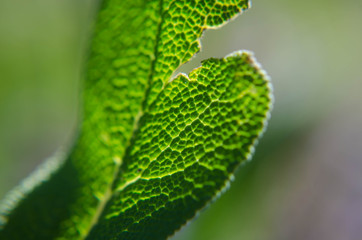 Close up