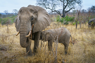 elephants in kruger national park, mpumalanga, south africa