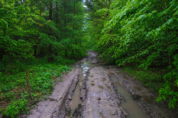 Obraz premium Deserted forest road in the rain. Rankness. Ukrainian nature.