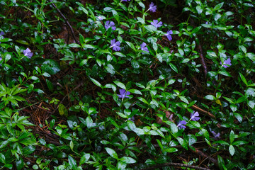 Periwinkle in the rain. Ukrainian nature.