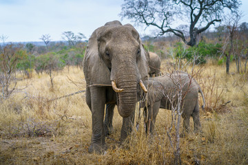 Fototapeta premium elephants in kruger national park, mpumalanga, south africa