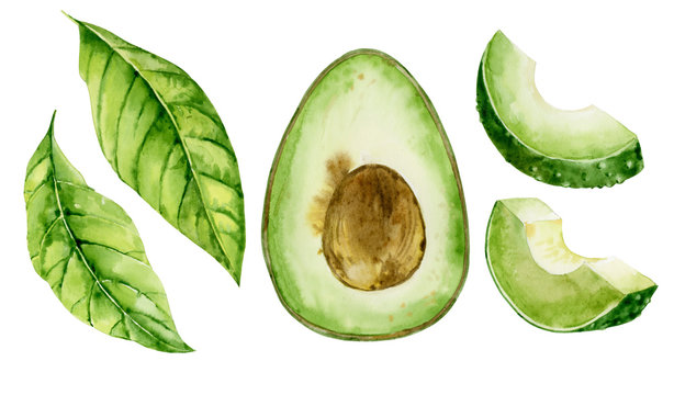 Watercolor illustration. Set of images of avocado cut in half, slices and leaves.