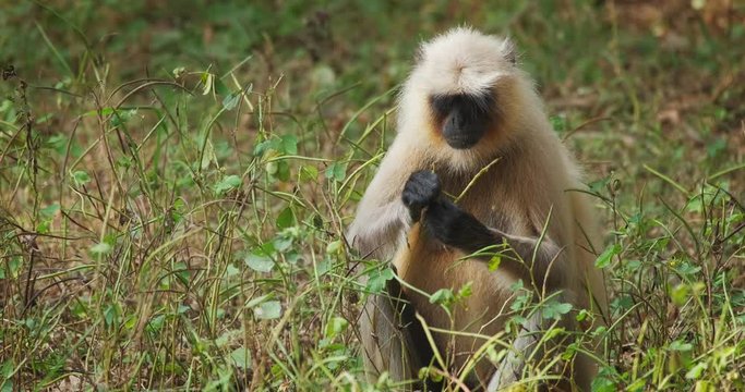 Indian common Gray langur or Hanuman langur monkey eating in Ranthambore national park, Rajasthan, India